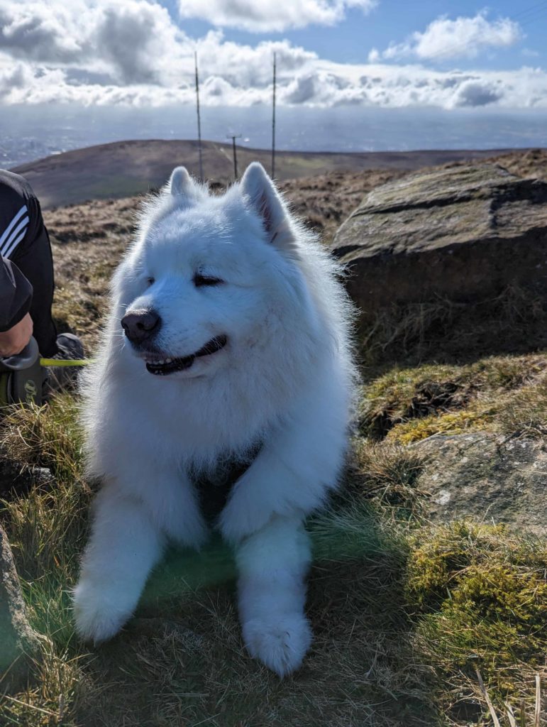 Luka our white fluffy Samoyed enjoying the views on the Summit Trail on Divis Mountain in Northern Ireland. 