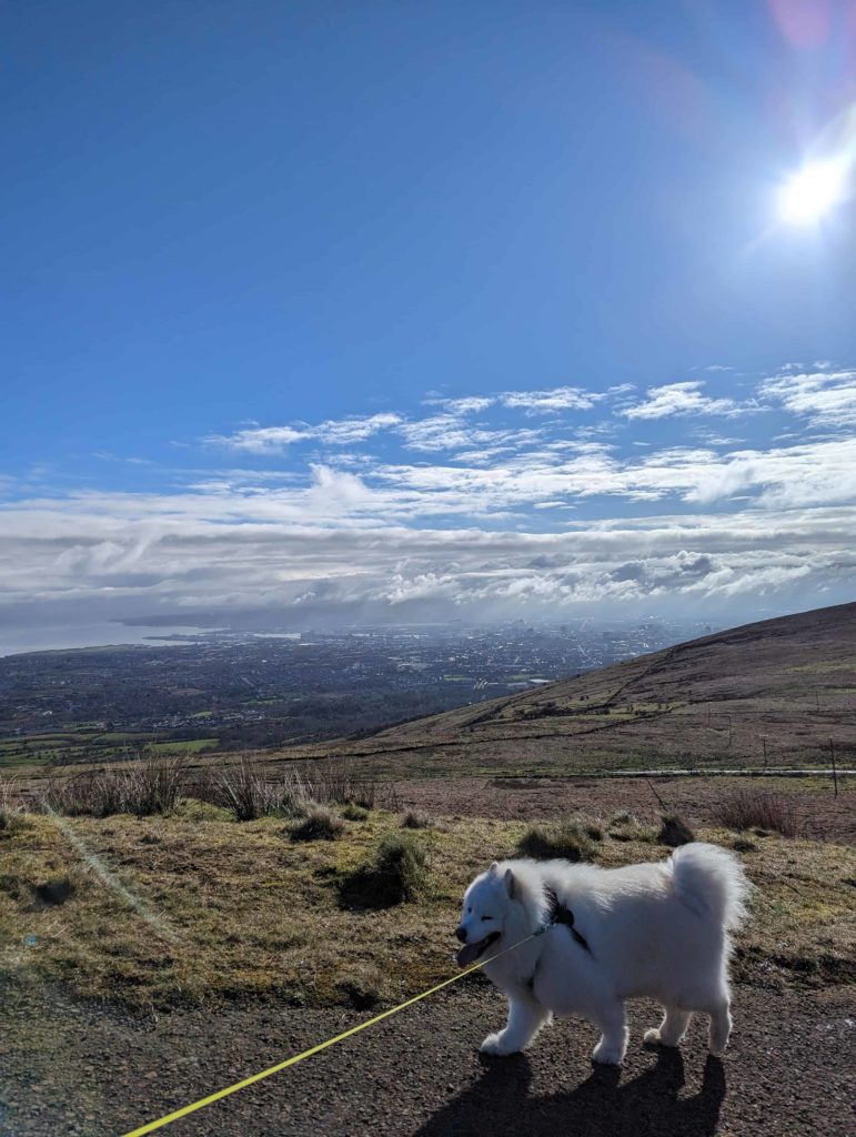 Luka our white and fluffy samoyed dog on his leash walking on the summit trail on divis mountain, belfast in northern ireland.