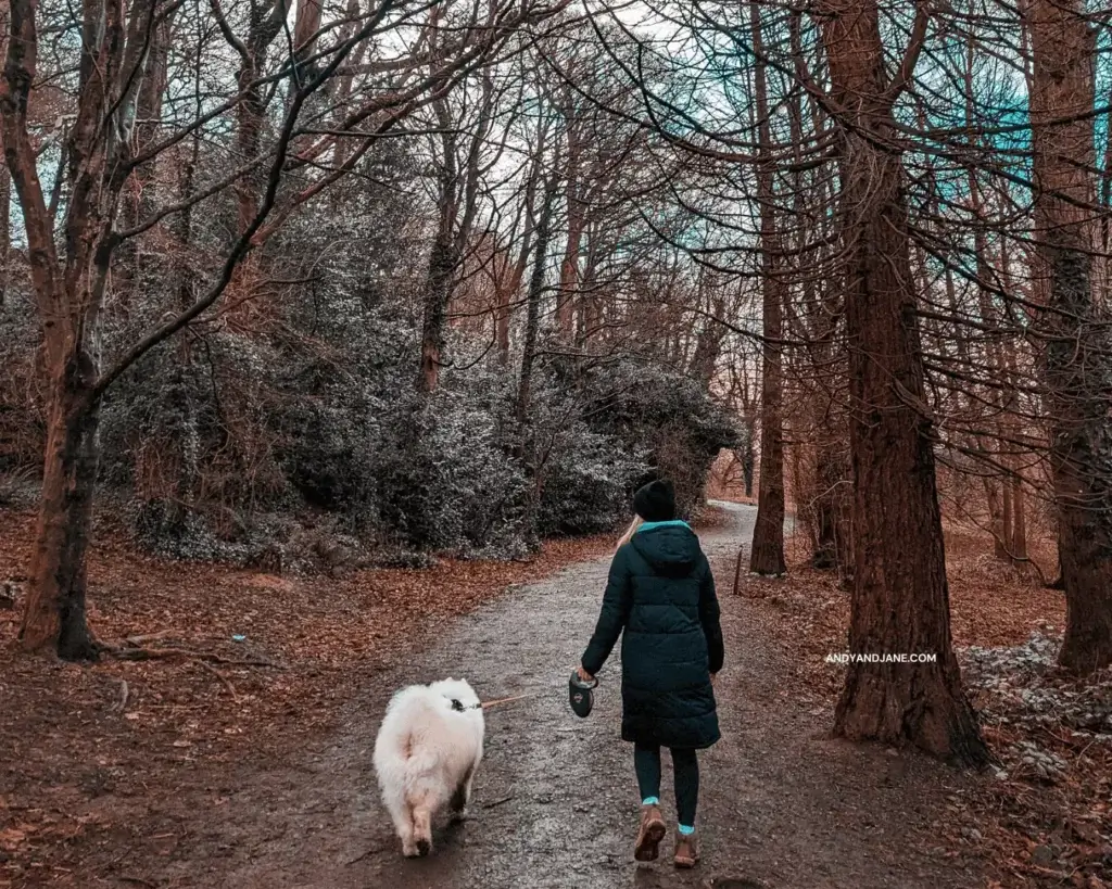 Jane & Luka (our white Samoyed dog) walking through the forest lined paths at Belvoir Park.