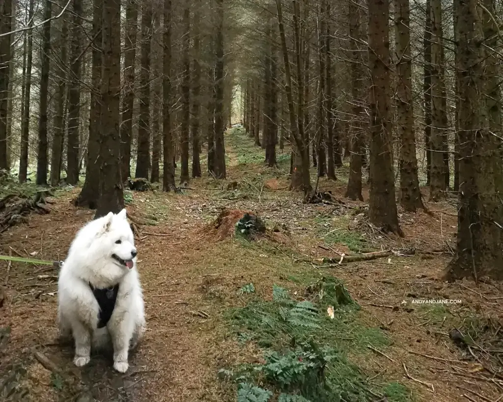 luka getting his picture taken in the forest