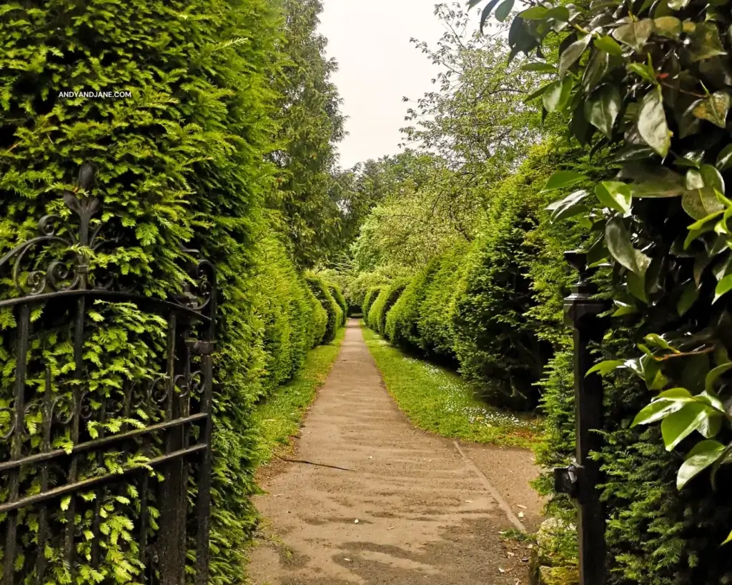 One of the hedged-lined paths in the park