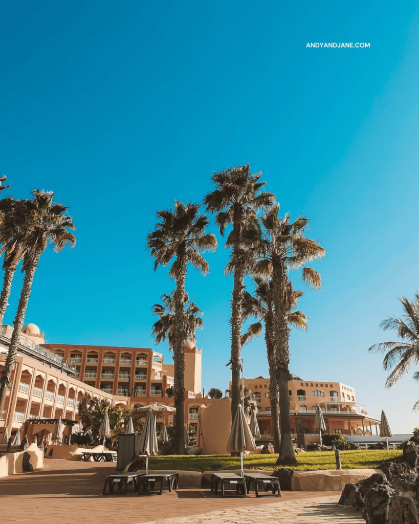 palm trees around the pool area