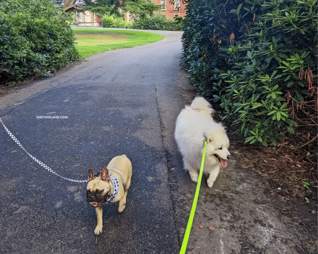 Biscuits (a frenchie) & Luka (a samoyed) enjoying their walk in the park