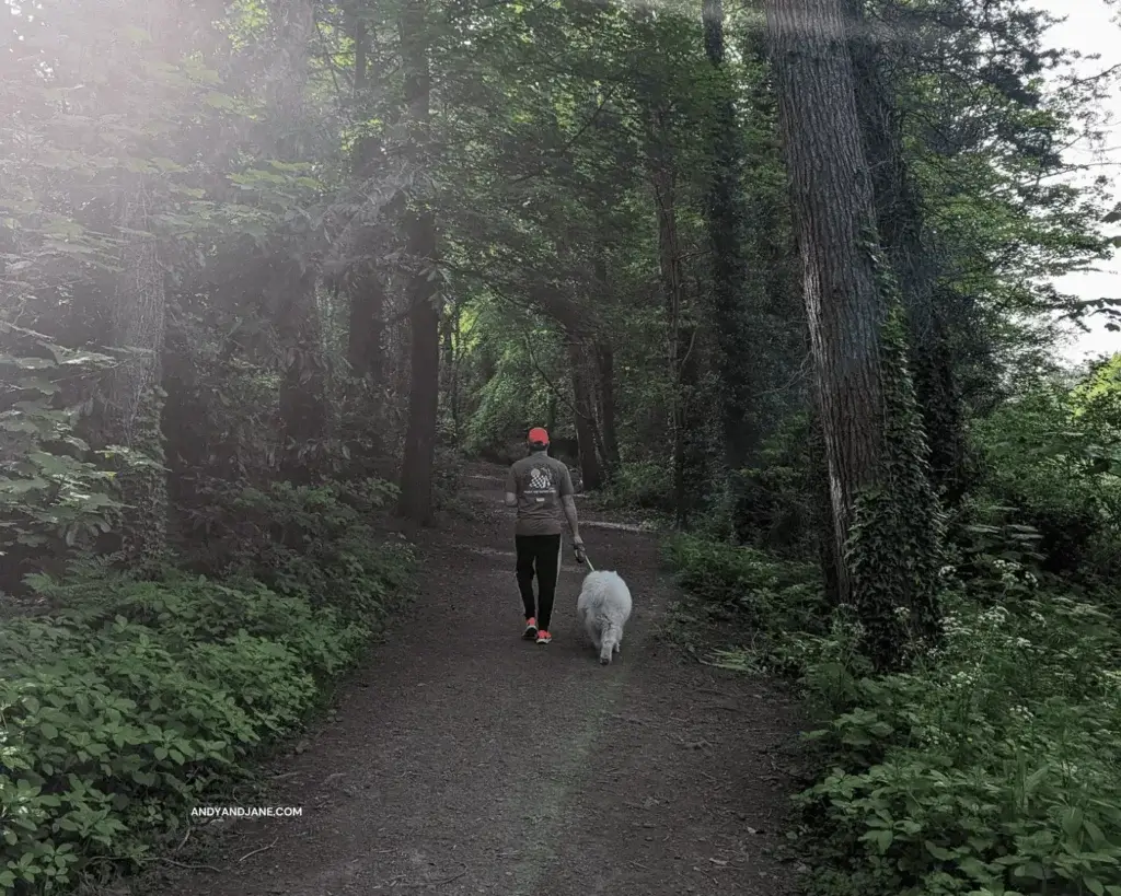 Andrew walking our Samoyed dog, Luka, through a forest path in Belvoir Park.