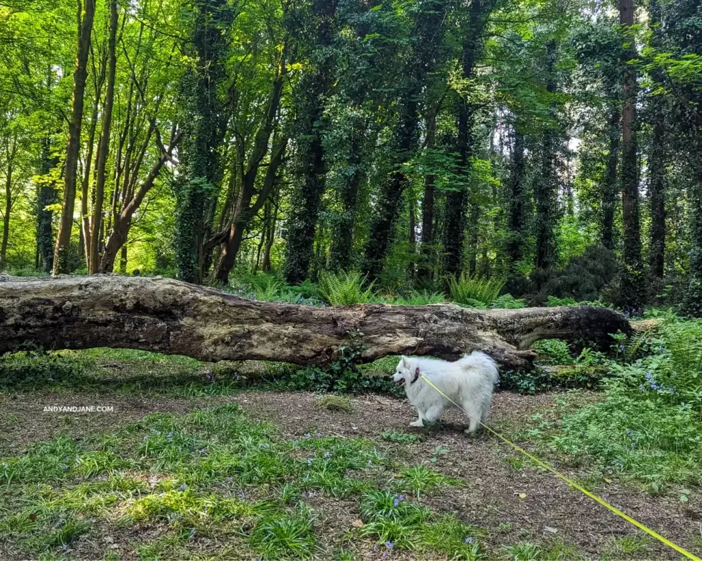 Our white Samoyed dog Luka, standing in the forest next to a fallen tree.