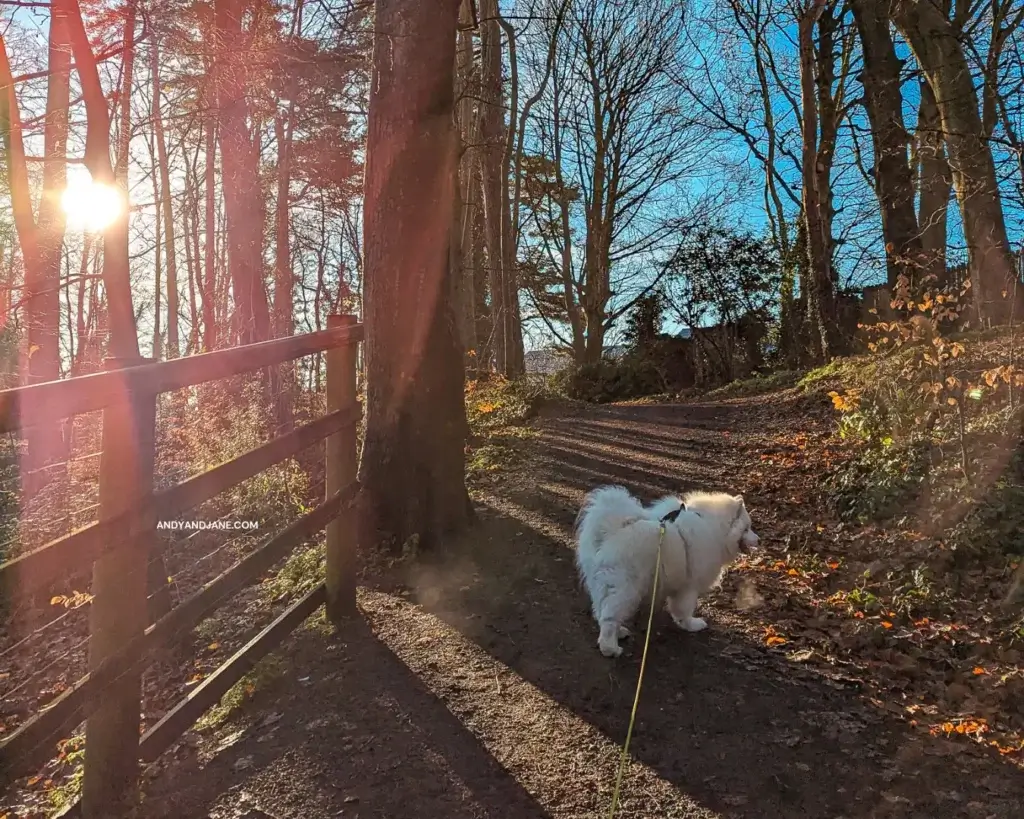 Luka our white Samoyed dog exploring the leafy & tree-lined paths in Duncan's Park.