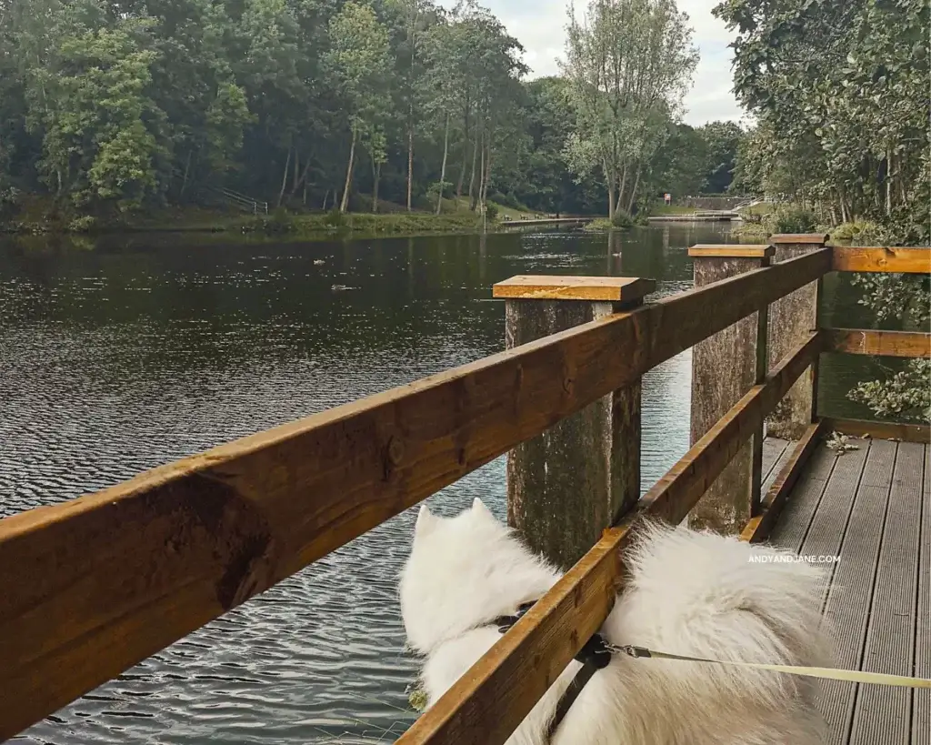 Luka, our Samoyed looking out across the water in Duncan's Park from the pier.