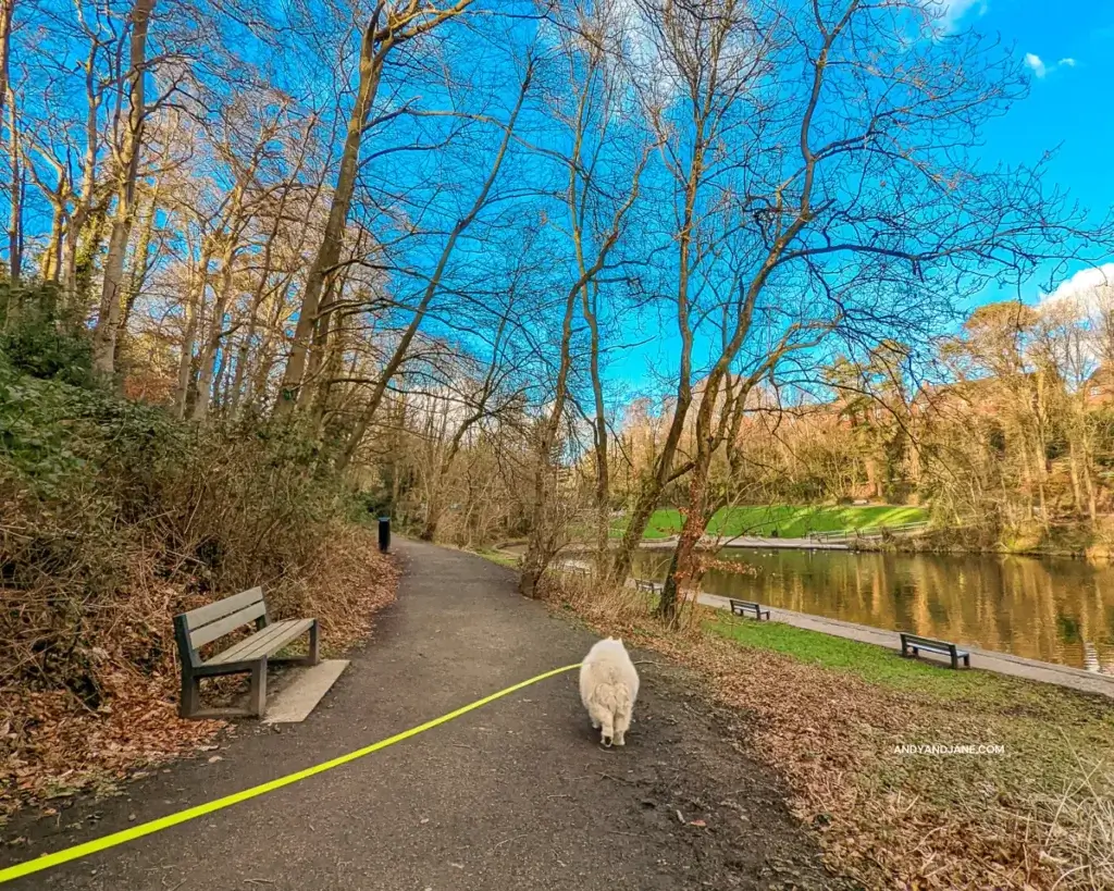 Luka our white Samoyed dog, strolling past the lake in Duncan's Park.