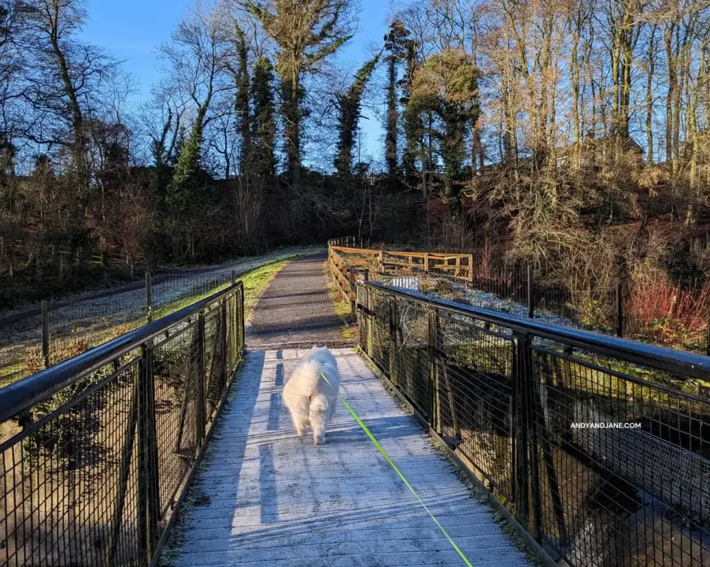 Luka our Samoyed, walking across the bridge of the dam in Duncan's Park.