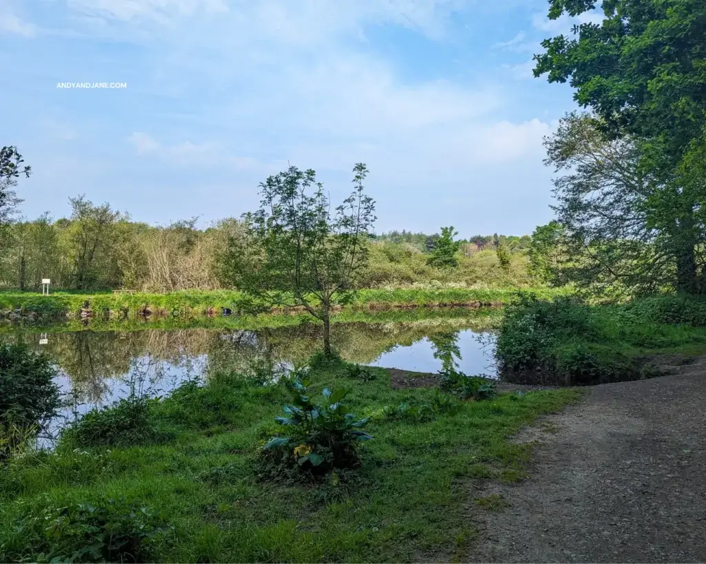 A serene scene overlooking the River Lagan from a forest path in Belvoir Park.