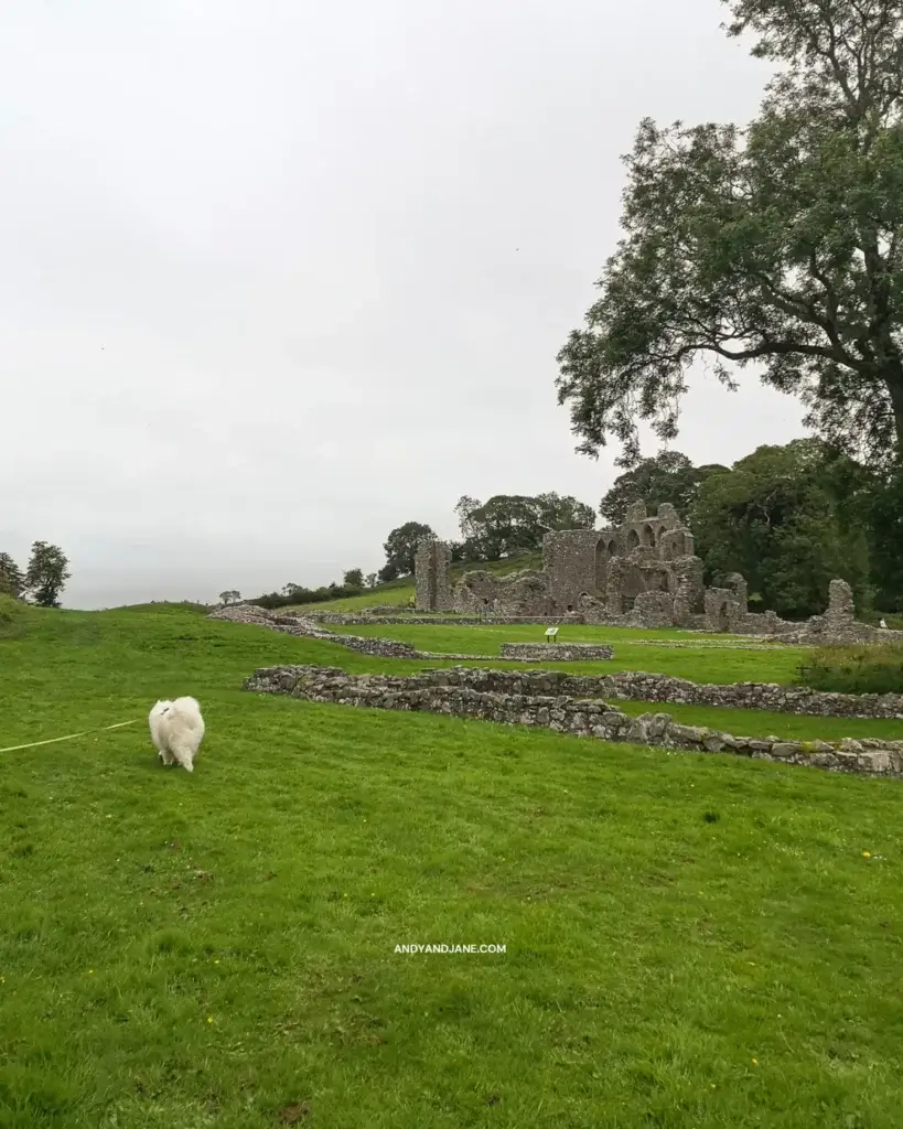 A dog walking through the field where the abbey sits on it's on. 