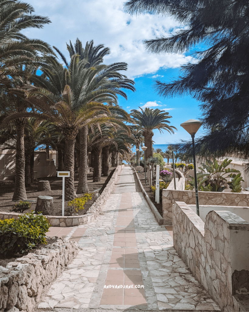 A cobbled street in Costa Calma with palm trees either side.