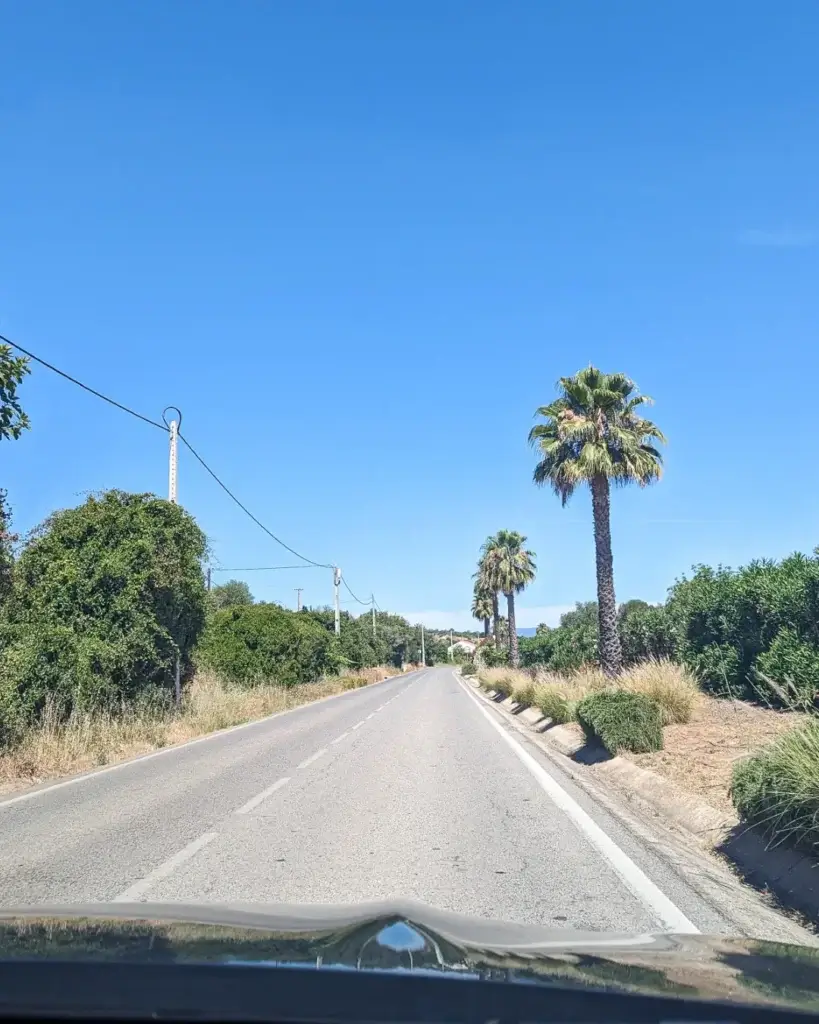 Driving a road in the Algarve, Portugal lined with tall palm trees.