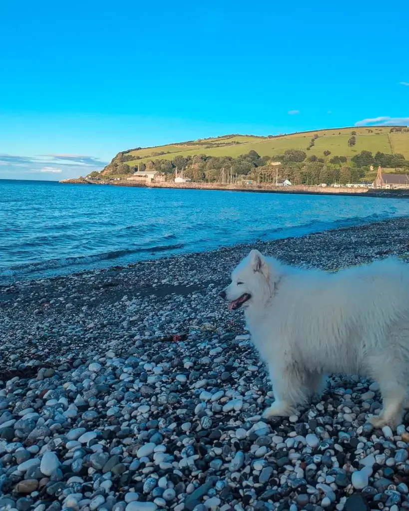 A white fluffy dog stands on a pebble beach with the sea and green hills in the background.