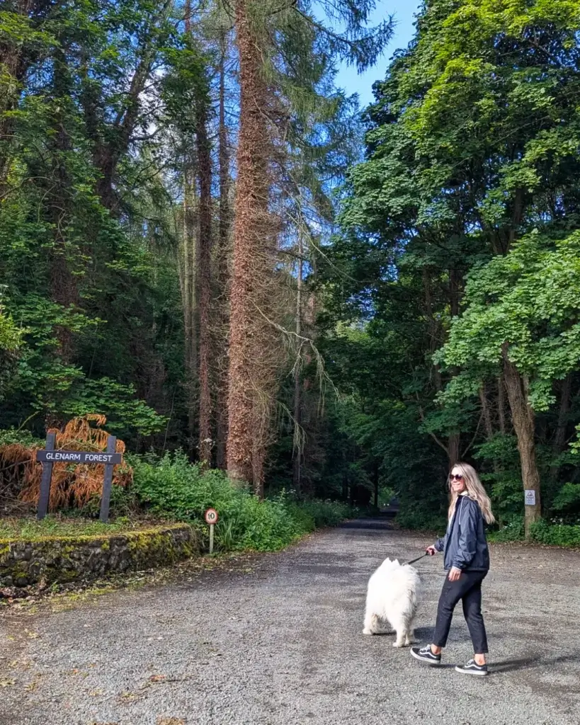 Person walking a white dog near a 'Glenarm Forest' sign amidst tall trees.