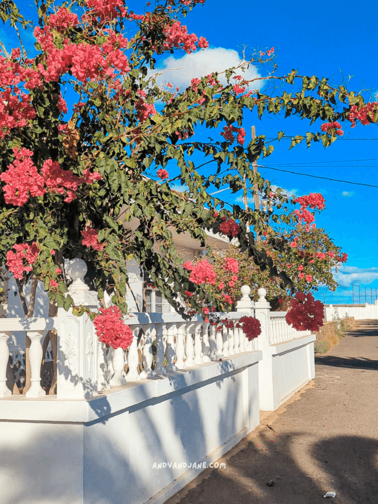 Vibrant pink bougainvillea cascades from a white fence under a bright blue sky, illuminating a picturesque pathway in Lajares.